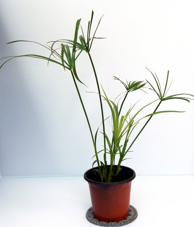Tall Papyrus Umbrella Grass Cyperus Alternifolius - 1 Live Starter Plant