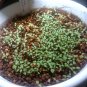 Organic Jewels of Opar Java Ginseng Talinum paniculatum - 30 Seeds