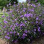 Cuttings! Tall Mexican Petunia Electric Purple Ruellia brittoniana - 10 Unrooted Cuttings