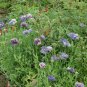 Amazing Grey Poppy Papaver rhoeas - 100 Seeds