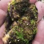Wild Cattail Grass Typha latifolia - 500 Seeds