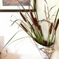 Wild Native Cattail Bulrush Reed Typha latifolia - 500 Seeds