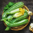 Italian Heirloom Zucchini Cocozelle di Tripolis Organic Summer Squash Cucurbita pepo - 30 Seeds