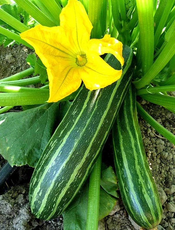 Italian Heirloom Zucchini Cocozelle Di Tripolis Organic Summer Squash