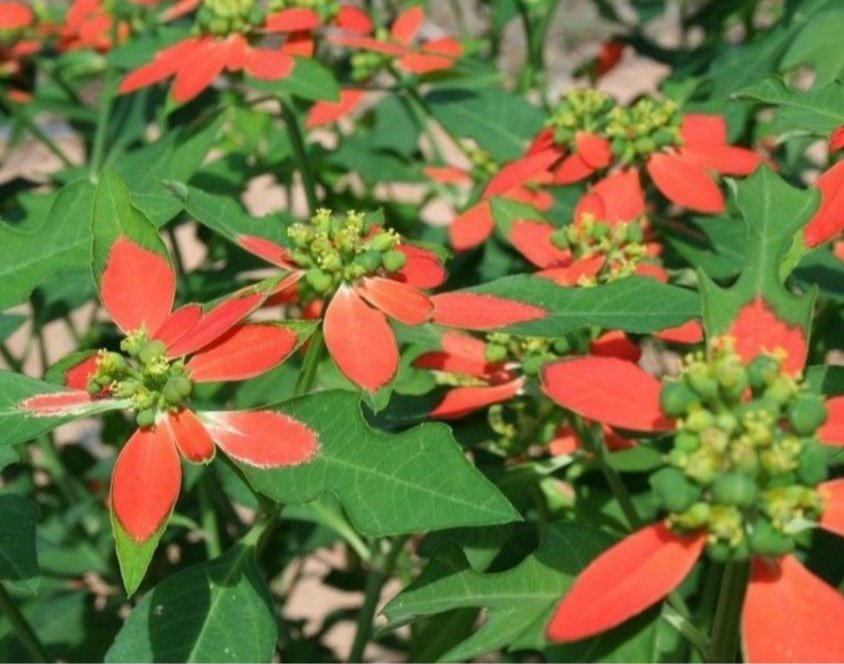 Fire on the Mountain Wild Poinsettia Euphorbia cyathophora - 10 Seeds