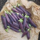 Dutch Heirloom Purple Blue Podded Blauwschokkers Pea Pisum sativum - 25 Seeds