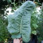 Rare Heirloom Kale Thousand Head Brassica oleracea - 50 Seeds