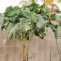 Rare Heirloom Kale Thousand Head Brassica oleracea - 50 Seeds