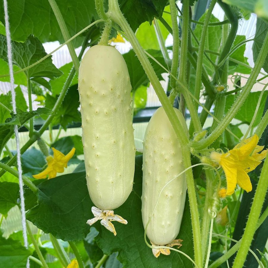 Ceylon Dried Organic Rare Asian White Wonder 50 Cucumber Seeds Fresh Garden