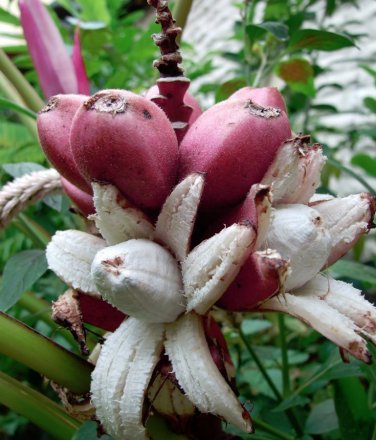 Cold Hardy Pink Banana Musa Velutina  - 5 Seeds