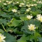 Wild Native American Lotus Water Lily Nelumbo lutea - 4 Seeds