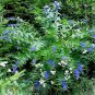 Rare Hardy Blue Willow Bush Gentian Gentiana asclepiadea - 30 Seeds
