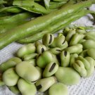 Heirloom Fava Broad Bean Vicia faba - 30 Seeds