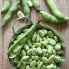 Italian Heirloom Broad Bean Fava Vicia faba - 30 Seeds