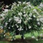 Crepe Myrtle White Lagerstroemia indica alba - 40 Seeds