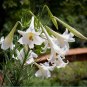 White Trumpet Formosa Lily Lilium formosanum - 40 Seeds
