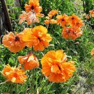 Orange Tangerine Gem Double Spanish Poppy Papaver rupifragum var. atlanticum - 50 Seeds