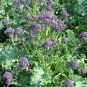 Organic Early Purple Sprouting Broccoli English Heirloom Brassica oleracea - 150 Seeds