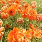 Orange Tangerine Gem Double Spanish Poppy Papaver rupifragum var. atlanticum - 50 Seeds