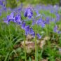 Rare True Wild English Bluebell Hyacinthoides Scilla Non-Scripta - 25 Seeds