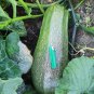 Giant Heirloom English Vegetable Marrow Cucurbita pepo - 10 Seeds