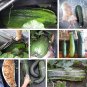 Giant Heirloom English Vegetable Marrow Cucurbita pepo - 10 Seeds