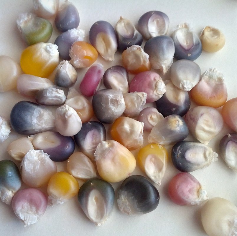 Organic True Native Heirloom Cherokee Indian Carl's Glass Gem Corn 40