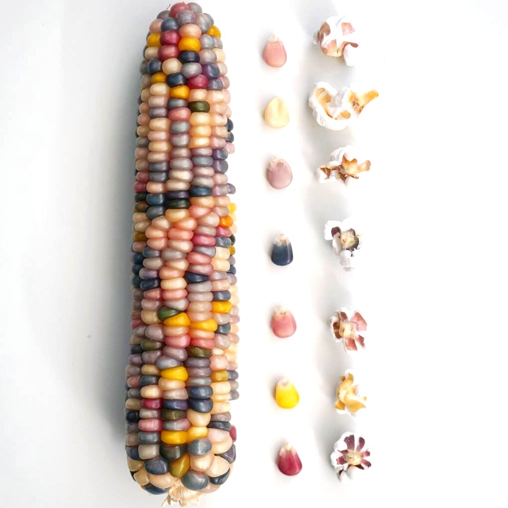 Organic True Native Heirloom Cherokee Indian Carl's Glass Gem Corn 40 Seeds