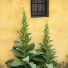 Heirloom Mullein Medicinal Herb Candlewick Plant Verbascum thapsus - 100 Seeds