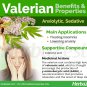 Garden Valerian Medicinal Herb V. officinalis â�� 80 Seeds