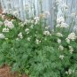 Garden Valerian Medicinal Herb V. officinalis â 80 Seeds