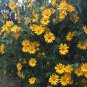 Cuttings! Tree Marigold Bolivian Sunflower Tithonia Diversifolia - 20 Unrooted Cuttings