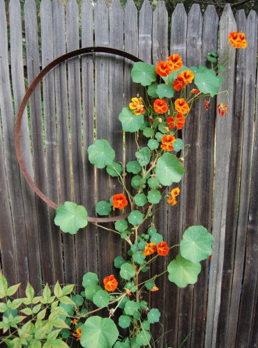 Beautiful Organic Nasturtium Tropaeolum Majus - 40 Seeds