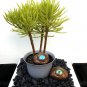 Handmade Plant Watcher Rock With Lizard Glass Eye - 1 Rock