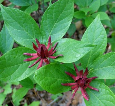 Maroon Sweet Betsy Ornamental Calycanthus floridus  - 15 Seeds