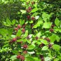 Maroon Sweet Betsy Ornamental Calycanthus floridus  - 15 Seeds