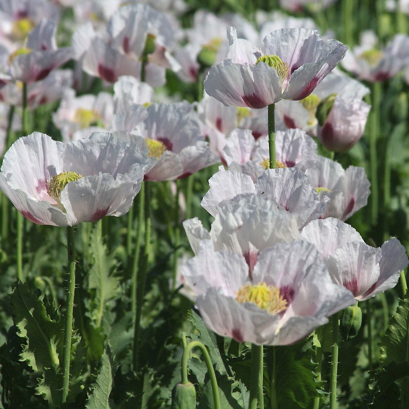 Rare Elka White Breadseed Poppy Papaver somniferum 100 Seeds