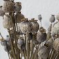 Rare Elka White Breadseed Poppy Papaver somniferum - 100 Seeds
