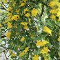Beautiful Yellow Cats Claw Vine Dolichandra Unguis cati - 10 Seeds