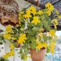 Beautiful Yellow Cats Claw Vine Dolichandra Unguis cati - 10 Seeds