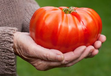 Giant Heirloom Tomato Giant Delicious Organic Solanum lycopersicum - 25 Seeds