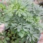 Herb of Grace Organic Rue Ruta graveolens  - 40 Seeds