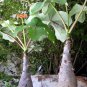 Caudex Bottle Plant Buddha Belly Jatropha podagrica - 3 Seeds
