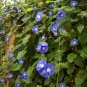 Rare Skyblue Clustervine Vibrant Veil Jacquemontia pentanthos - 15 Seeds