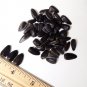 True Russian Semechki Black Oil Sunflower Helianthus annuus - 80 Seed
