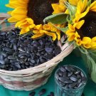 True Russian Semechki Black Oil Sunflower Helianthus annuus - 80 Seed
