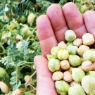 Chickpea Maroccan Garbanzo Bean Organic Cicer arietinum - 50 Seeds