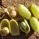 Maroccan Garbanzo Bean Organic  Chickpea Cicer arietinum - 30 Seeds