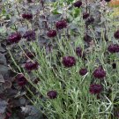 Goth Garden Cornflower Black Gem Centaurea cyanus - 40 Seeds
