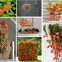 Ornamental Orange Chinese Lantern Plant Physalis alkekengi - 75 Seeds